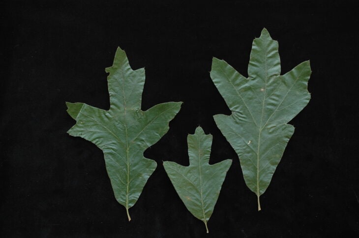 Southern Red Oak - Quercus falcata