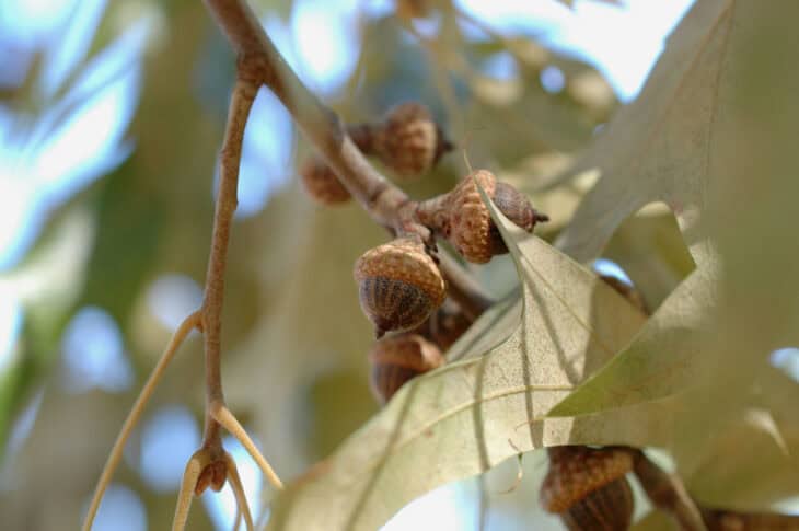 Southern Red Oak - Quercus falcata