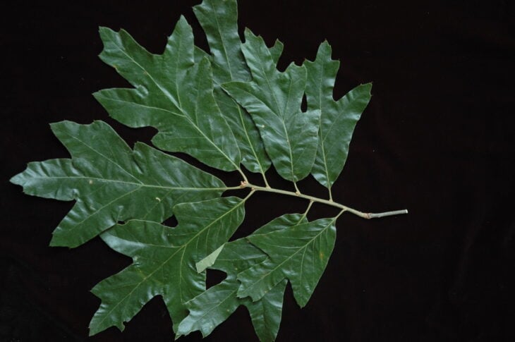 Southern Red Oak - Quercus falcata