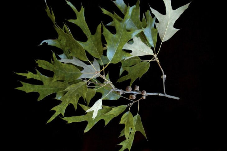 Southern Red Oak - Quercus falcata