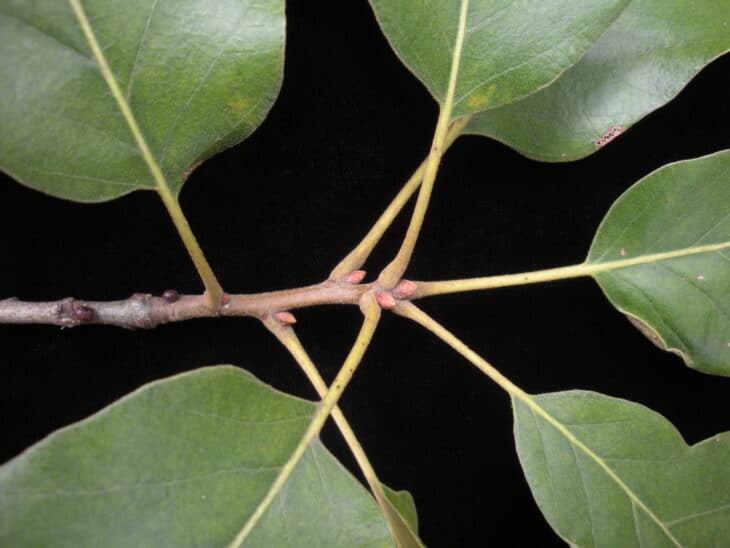 Southern Red Oak - Quercus falcata