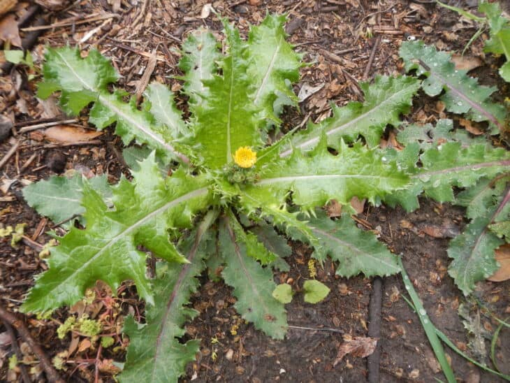 Sow Thistle - Sonchus spp.