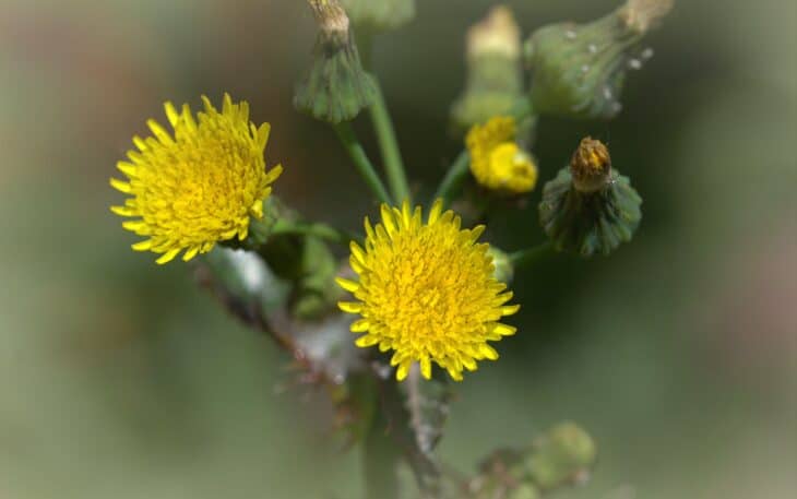 Sow Thistle - Sonchus spp.