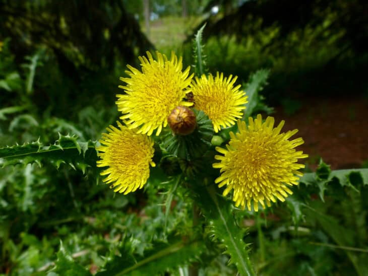 Sow Thistle - Sonchus spp.
