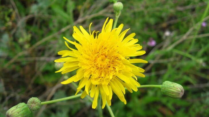 Sow Thistle - Sonchus spp.