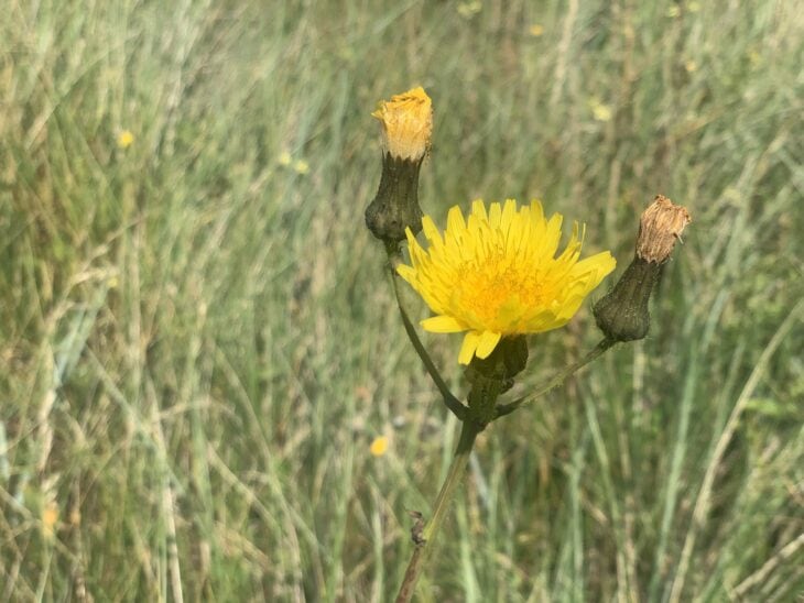 Sow Thistle - Sonchus spp.