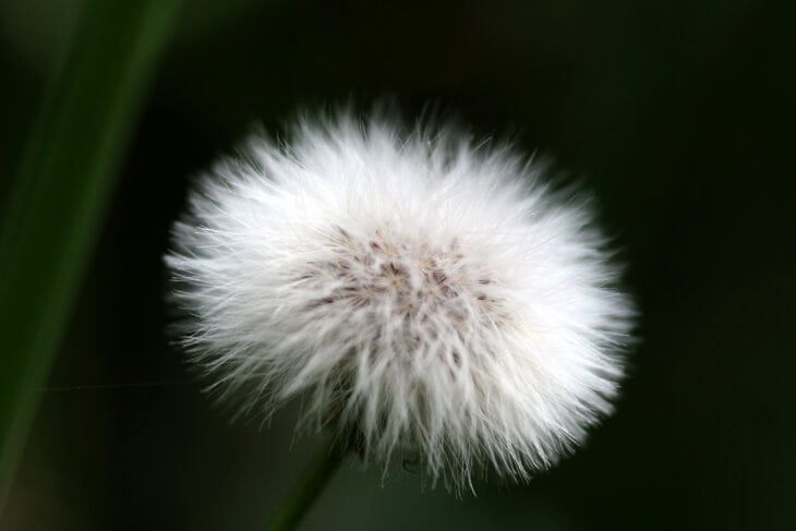 Sow Thistle - Sonchus spp.