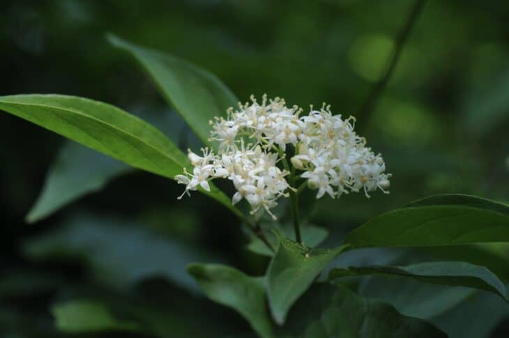 Swida drummondii (syn: Cornus drummondii)