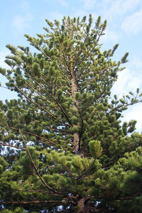Tall Norfolk Pine