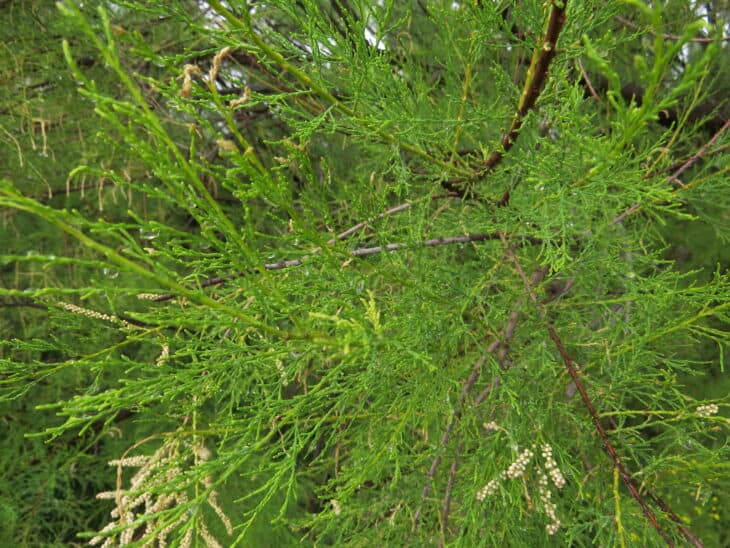 Tamarisk - Tamarix spp.