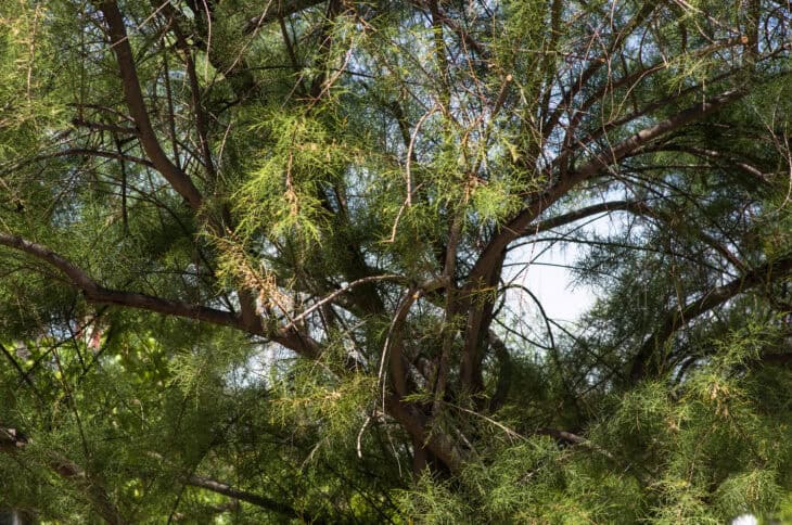 Tamarisk - Tamarix spp.