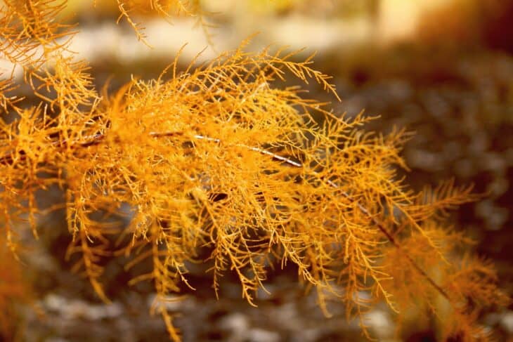Tamarisk - Tamarix spp.