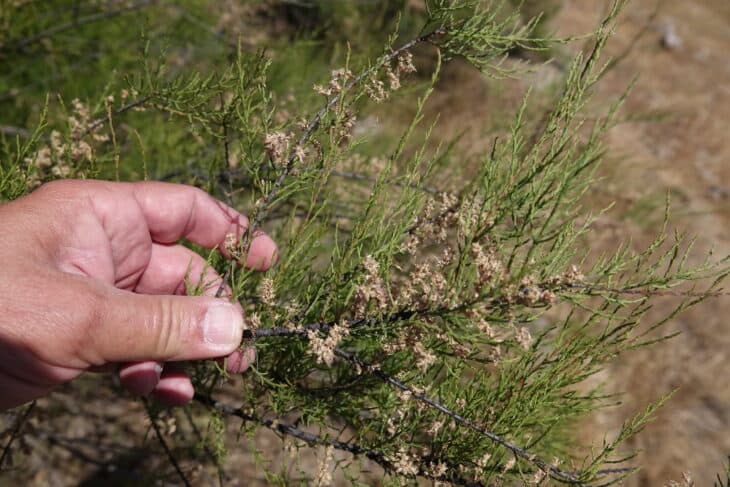 Tamarisk - Tamarix spp.