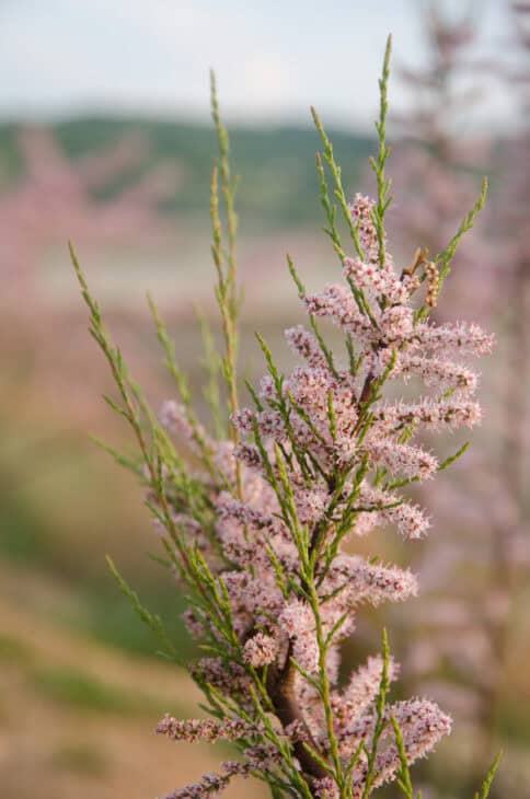Tamarisk - Tamarix spp.