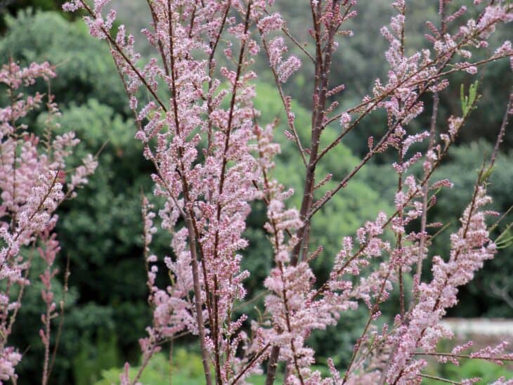 Tamarisk - Tamarix spp.
