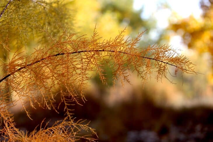 Tamarisk - Tamarix spp.