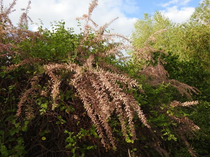 Tamarisk - Tamarix spp.