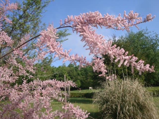 Tamarisk - Tamarix spp.