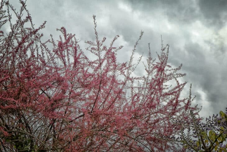 Tamarisk - Tamarix spp.