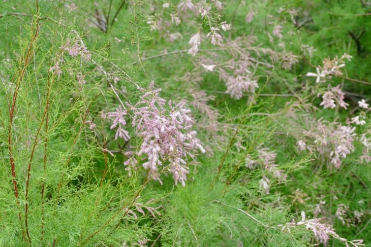 Tamarisk - Tamarix spp.