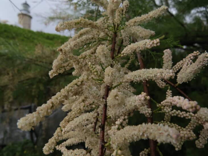 Tamarisk - Tamarix spp.