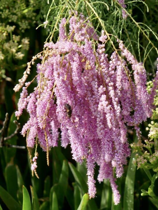 Tamarisk - Tamarix spp.