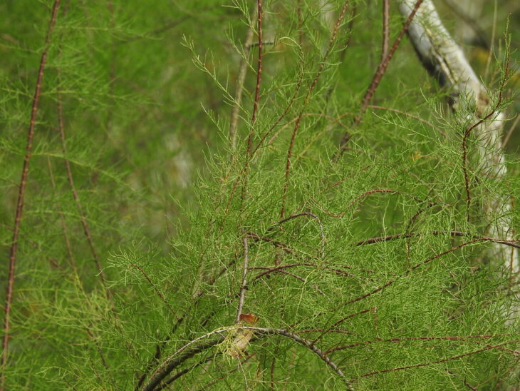 Tamarisk - Tamarix spp.