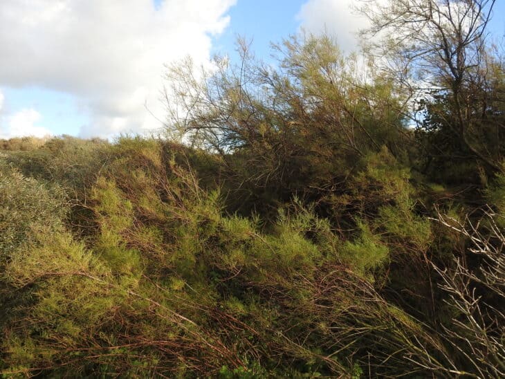 Tamarisk - Tamarix spp.