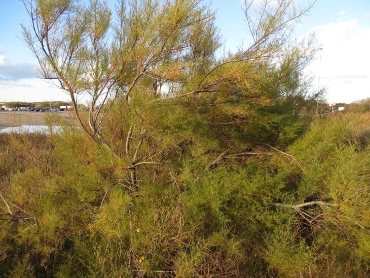 Tamarisk - Tamarix spp.