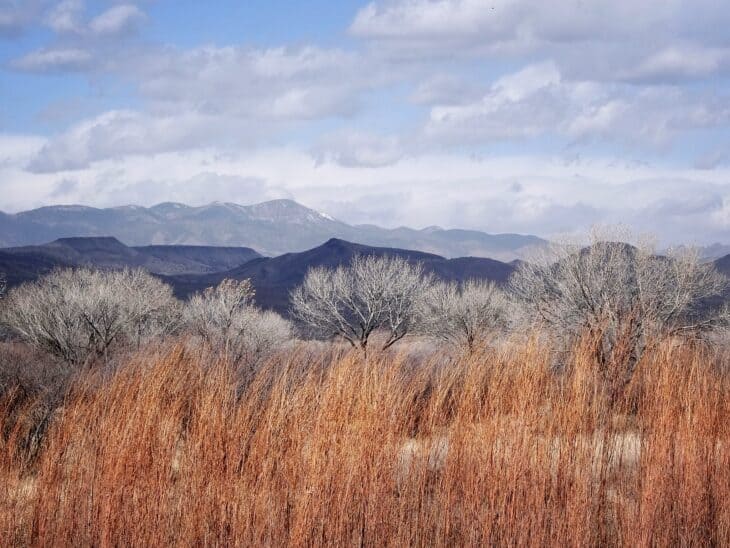 Tamarisk - Tamarix spp.