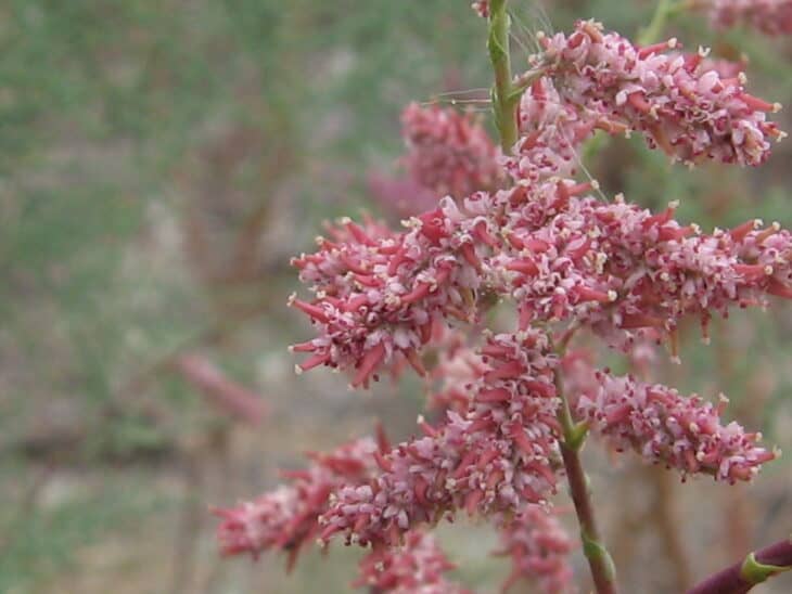 Tamarisk - Tamarix spp.