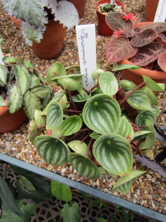 Watermelon Peperomia - Peperomia argyreia