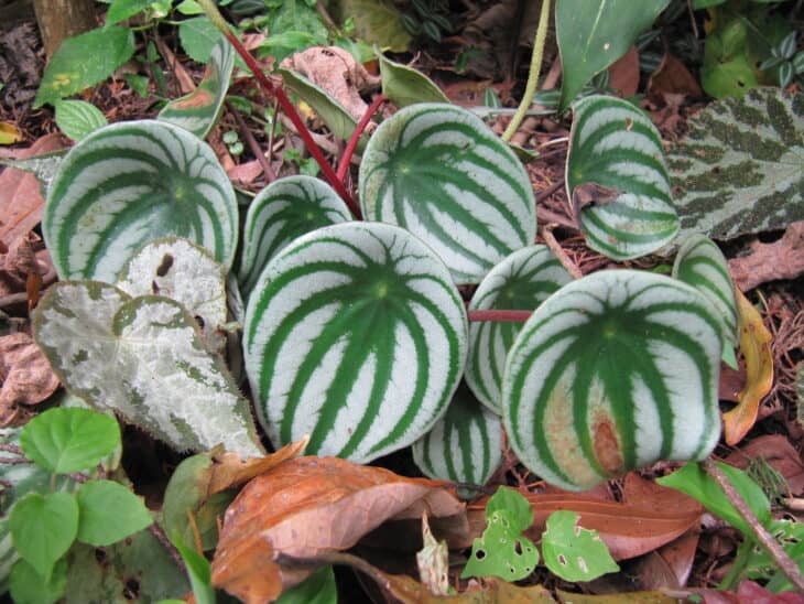 Watermelon Peperomia - Peperomia argyreia