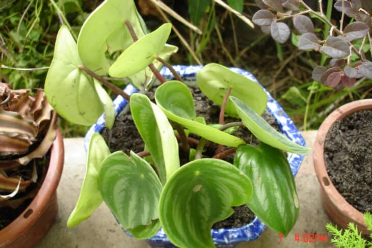 Watermelon Peperomia - Peperomia argyreia