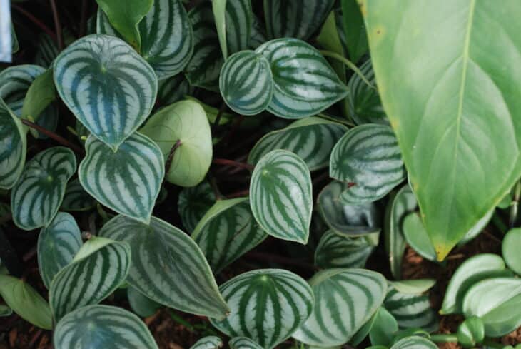 Watermelon Peperomia - Peperomia argyreia