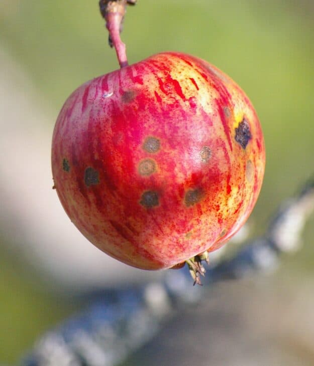 Wild apple