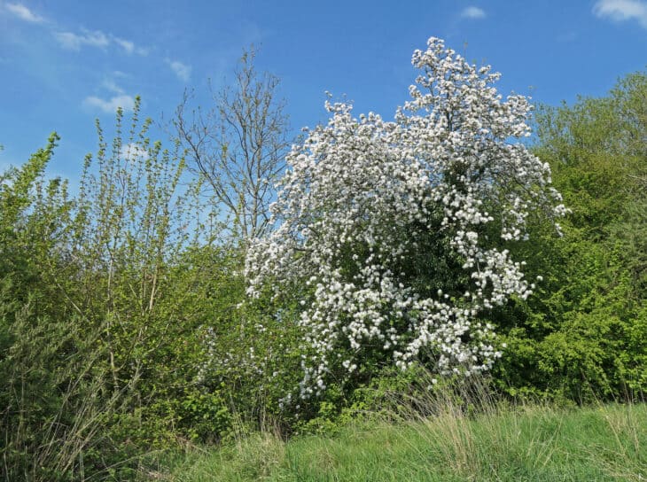 Wild Apple Tree