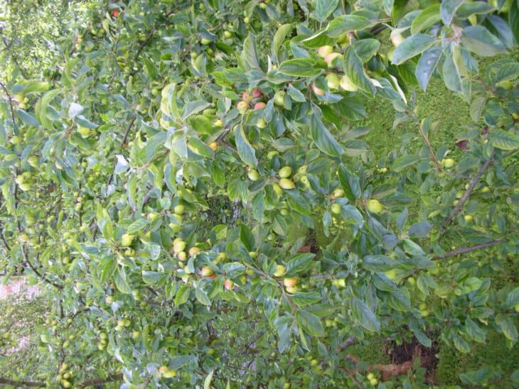 Wild apple tree