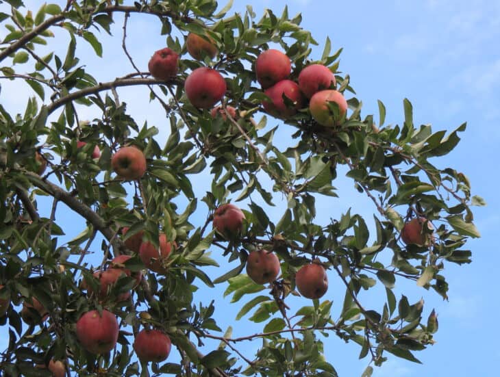 Wild Apples