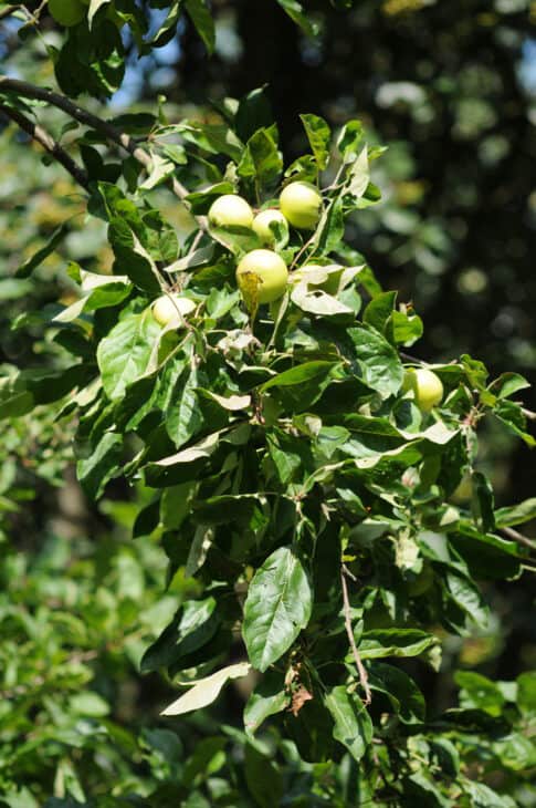 Wild apples