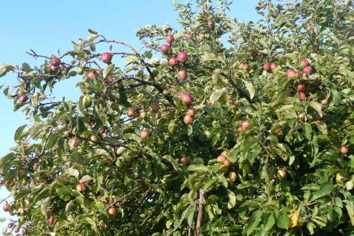 Wild Apples