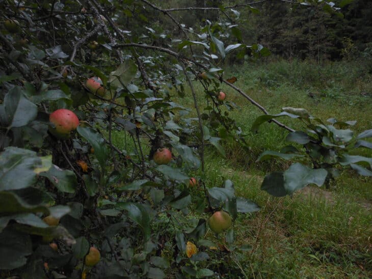 Wild apples