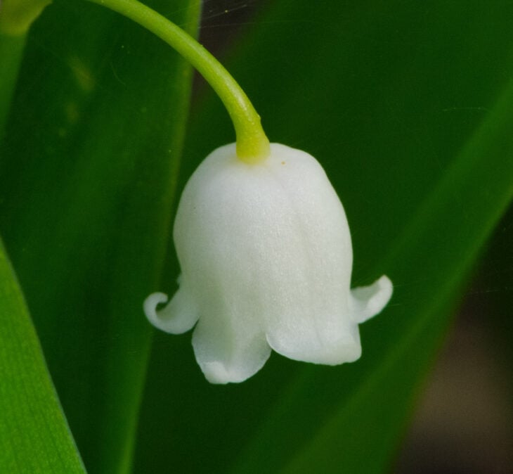 Wild Lily-of-the-Valley (Convallaria majalis) ~ Invasive