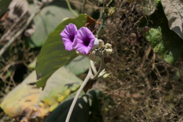 Woodrose - Argyreia nervosa