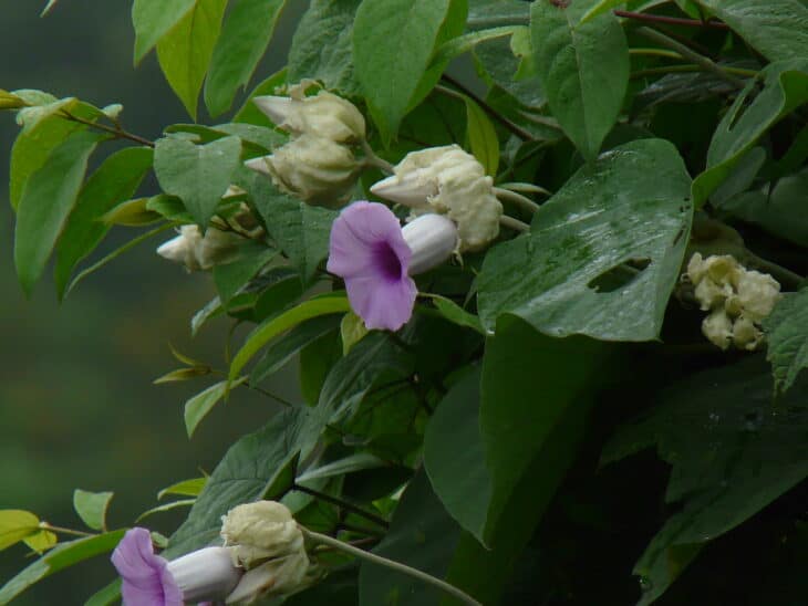 Woodrose - Argyreia nervosa