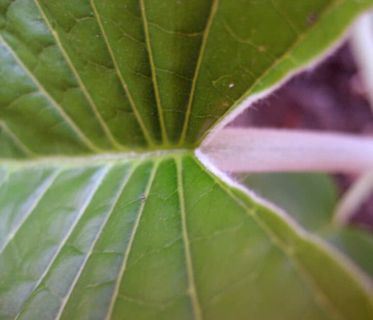 Woodrose - Argyreia nervosa