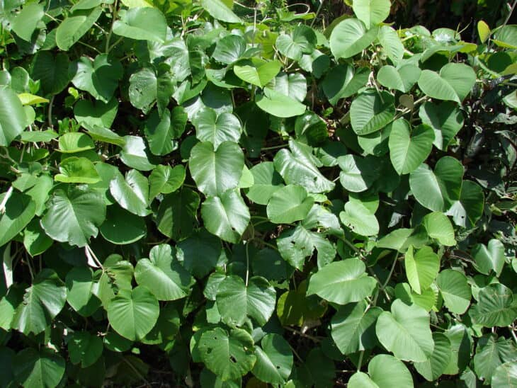 Woodrose - Argyreia nervosa