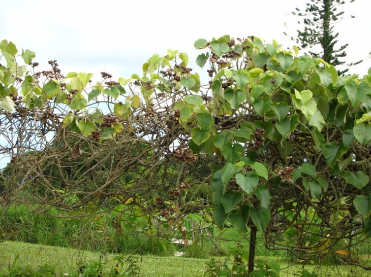 Woodrose - Argyreia nervosa