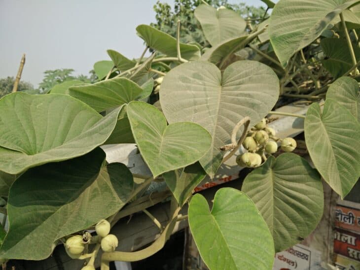 Woodrose - Argyreia nervosa