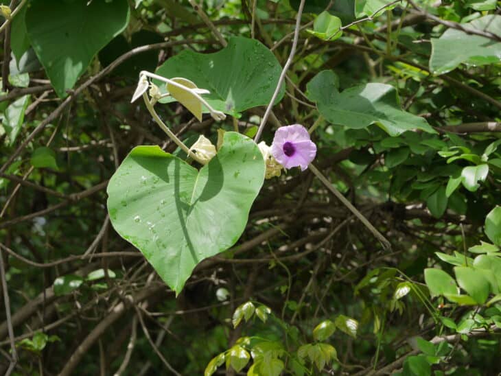 Woodrose - Argyreia nervosa